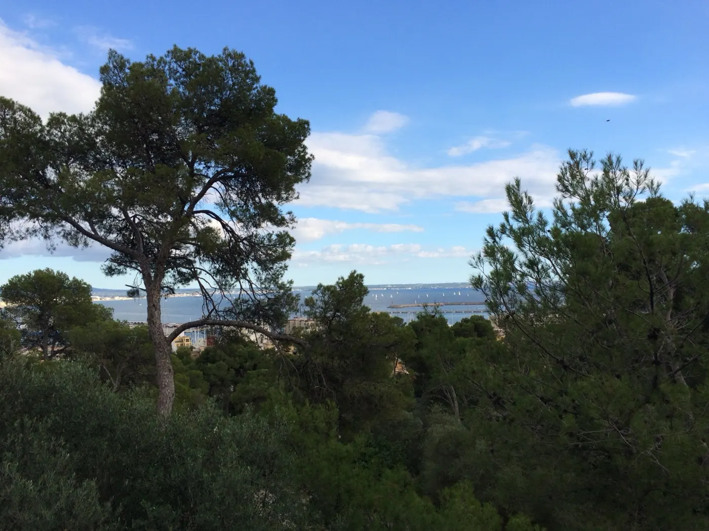 Kiefern und Buschwerk am Hang von Bellver, dahinter die Bucht von Palma